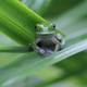 Illustration for article titled Not All Frogs Are Doomed By That Deadly Amphibian Fungus